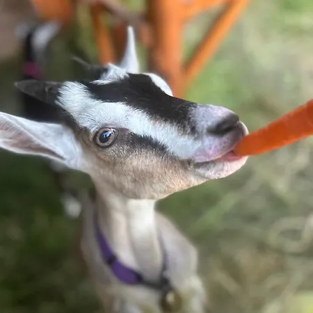 Landhaus Pod Kogutem I Sowa - Bio Wioska Z Domkami Premium W Goralskim Stylu Vip Postołowo