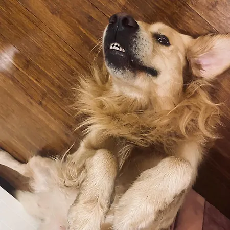 Pod Kogutem I Sowa - Bio Wioska Z Domkami Premium W Goralskim Stylu Vip Landhaus Postołowo