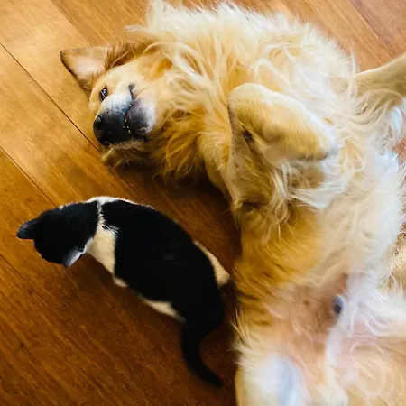 Landhaus Pod Kogutem I Sowa - Bio Wioska Z Domkami Premium W Goralskim Stylu Vip *