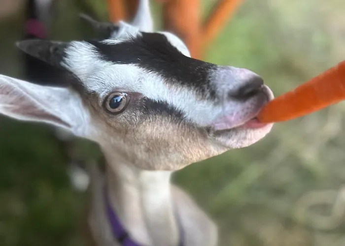 Lantställe Pod Kogutem I Sowa - Bio Wioska Z Domkami Premium W Goralskim Stylu Vip Postołowo