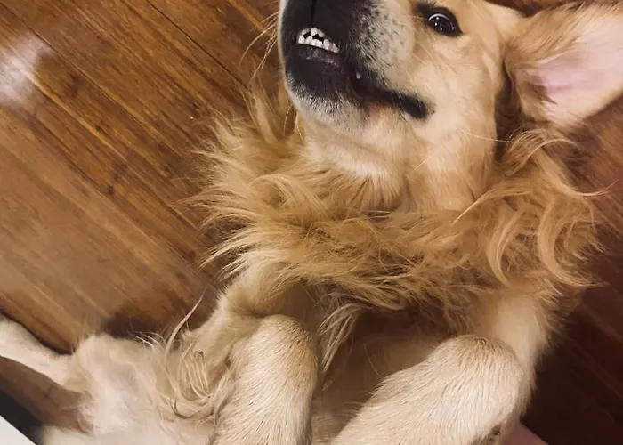 Pod Kogutem I Sowa - Bio Wioska Z Domkami Premium W Goralskim Stylu Vip Lantställe Postołowo