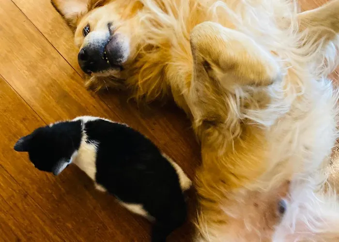 Lantställe Pod Kogutem I Sowa - Bio Wioska Z Domkami Premium W Goralskim Stylu Vip *